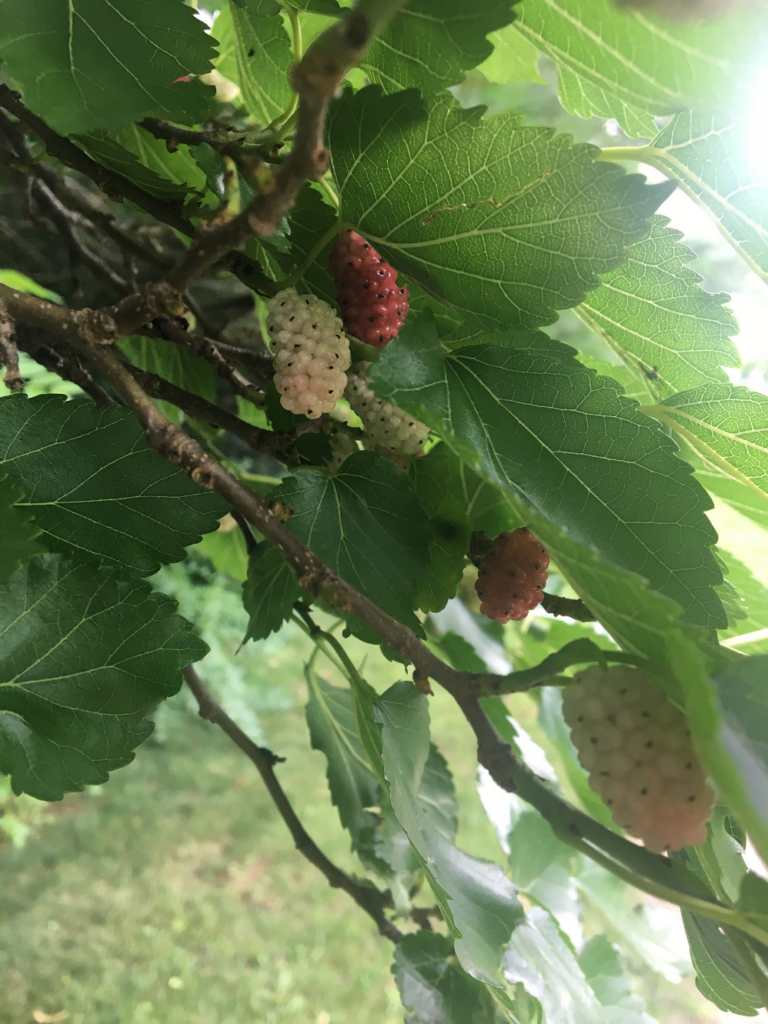 black mulberries foraging