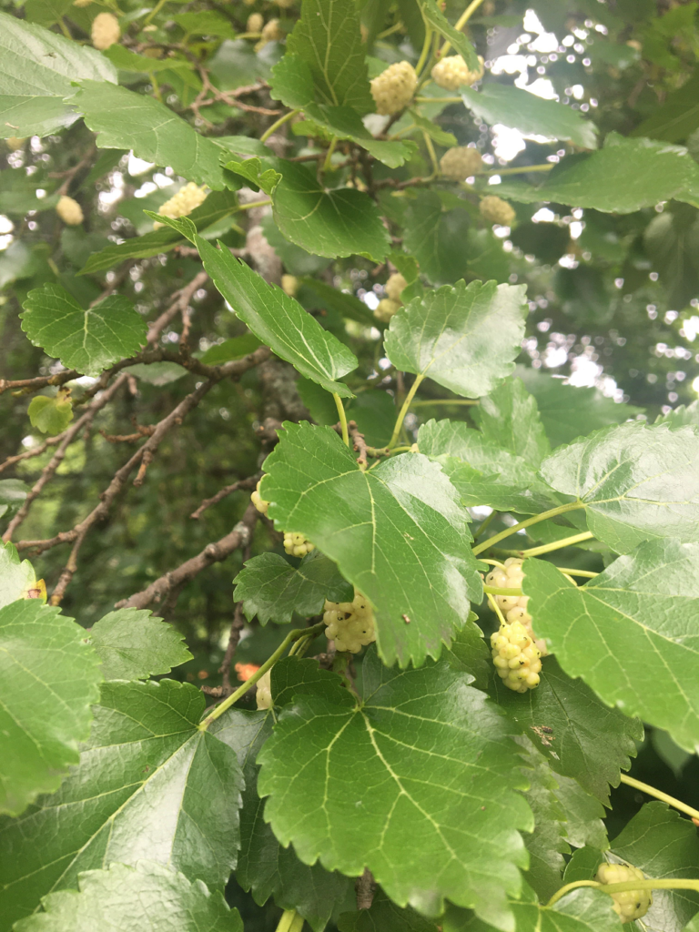 white mulberries foraging