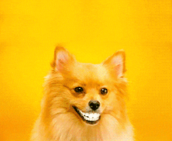 dog smiling